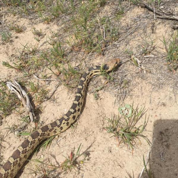 Photo of a Gopher Snake at Prison Hill
