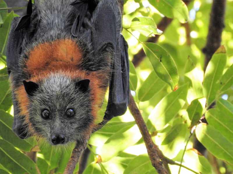 Wild fruit bats sure are cute aren't they?