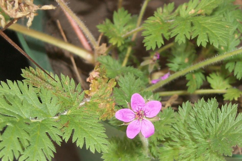 In full bloom now is the filaree. Photo by JoAnne Skelly
