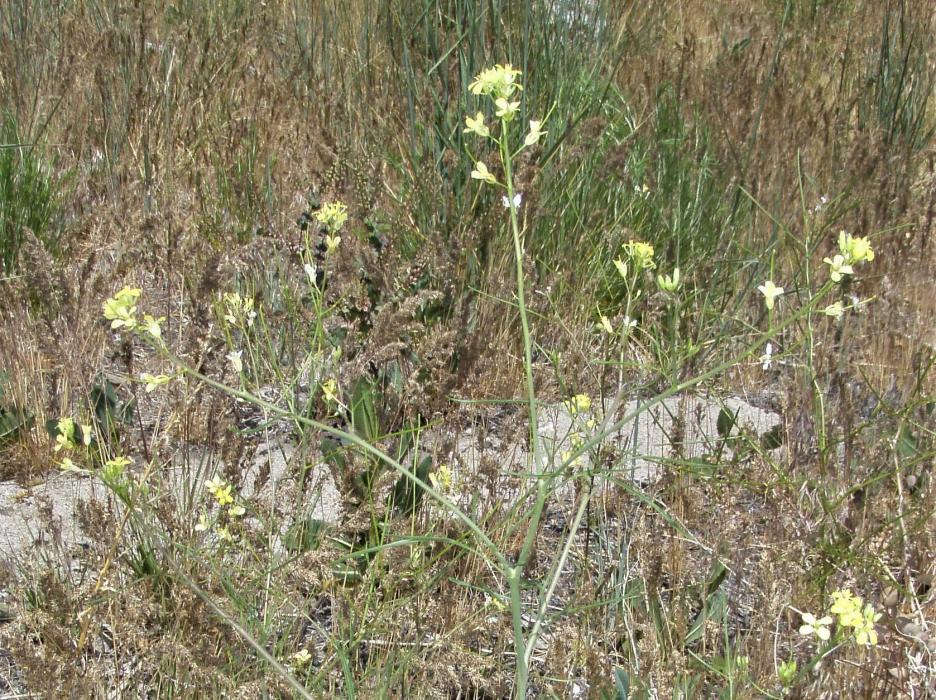Flixweed is prolific right now. Photo by JoAnne Skelly