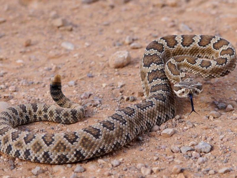 Photo courtesy, Nevada Department of Wildlife