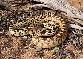 Our friend the Gopher Snake is NOT a rattlesnake, and actively keeps rattlers away