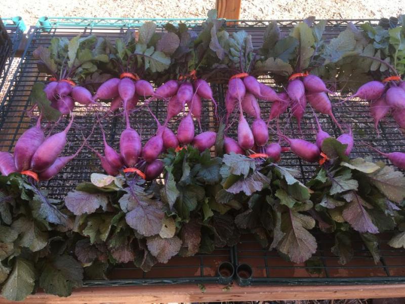 The Desert Farming Initiative is providing safety tips and information for producers and consumers of fresh produce.