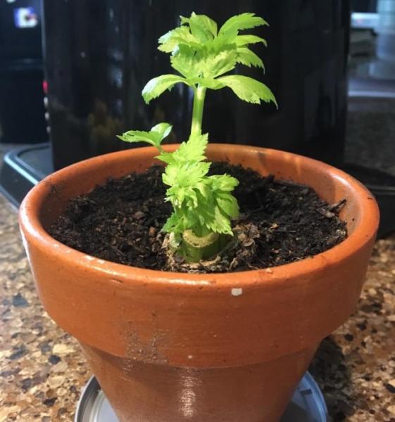 Photos by JoAnne Skelly. Millie's celery potted.