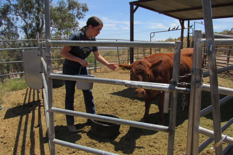  Photo by Extension's Nevada 4-H Youth Development Program.