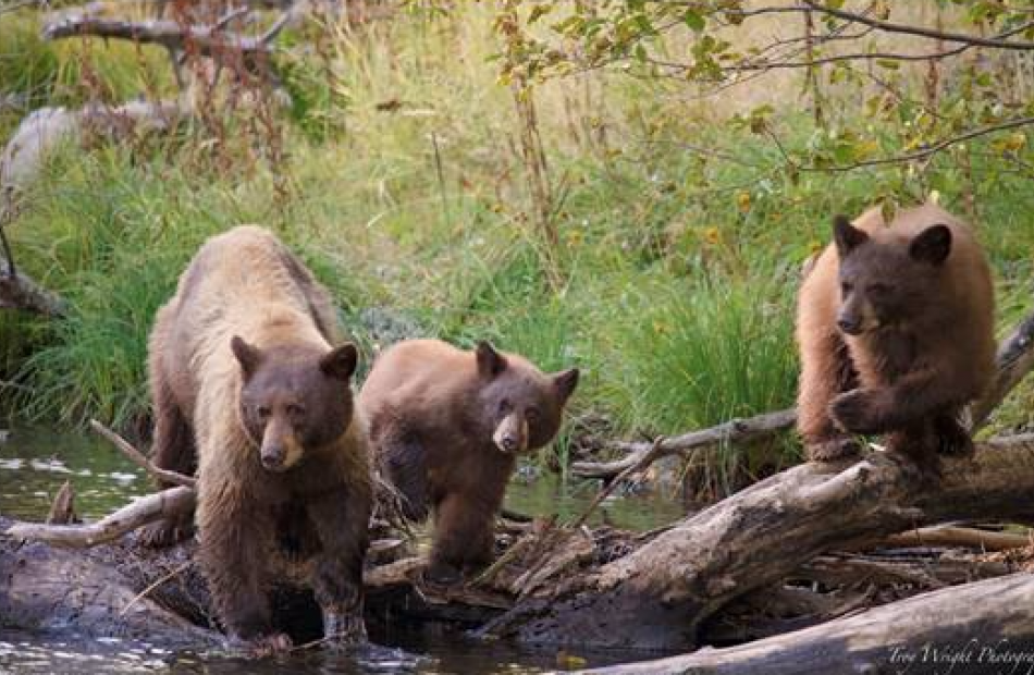 A trio of bears search for a meal at Taylor Creek in 2019. Photo by Troy Wright