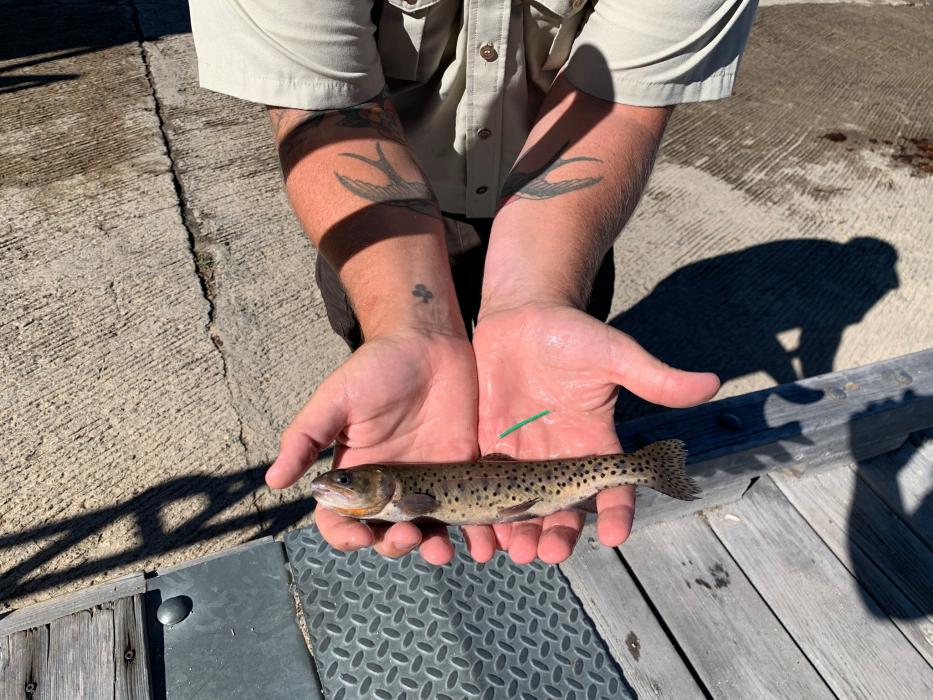 More than 4,600 Lahontan cutthroat trout were released. USFW photos