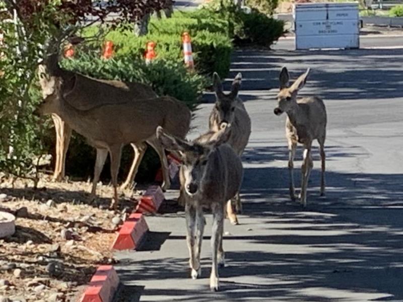 Deer on Curry St.