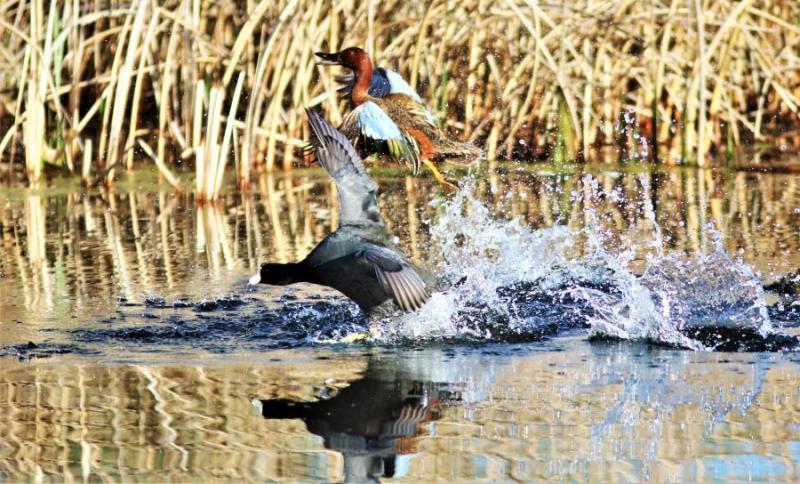 Colorful take off at Buzzy's Marsh