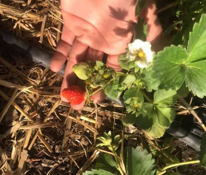 Temperatures will be low enough for conditions cold enough to kill crops and sensitive plants. Photo by The Greenhouse Project