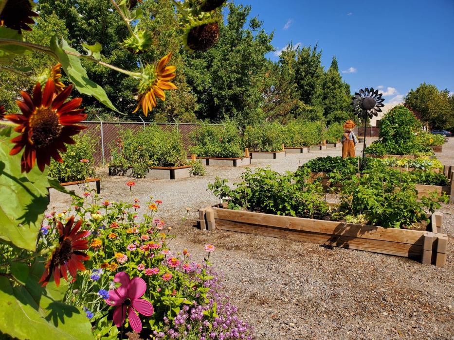 University of Nevada Cooperative Extension photo.