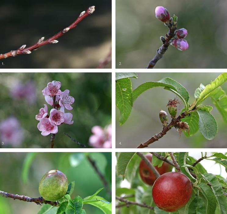 Wikipedia photo. Development of a nectarine.