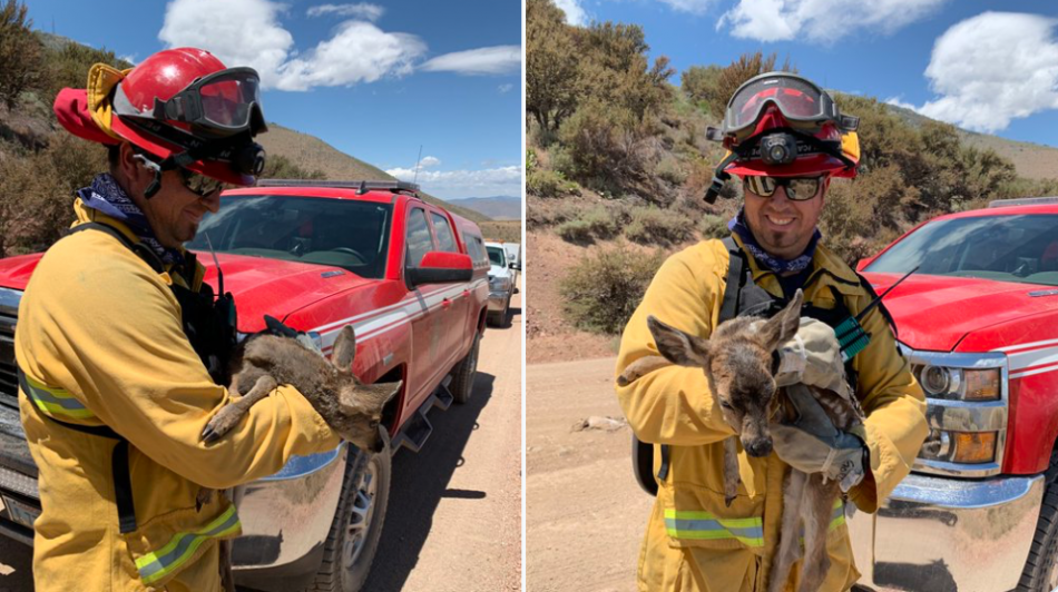 Crews from Penryn Fire (Calif) rescued an injured fawn, which had 1st and 2nd degree burns. Truckee Meadow Fire photo
