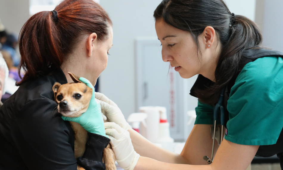 A veterinary technician attends to a homeless woman’s pet during a veterinary care wellness clinic recently in Reno, Nev.