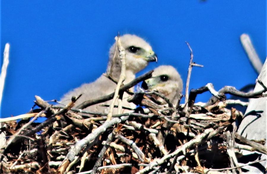 2 red Tail Babies enjoting morning sun