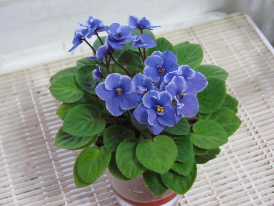 Wikipedia photo of African Violet.