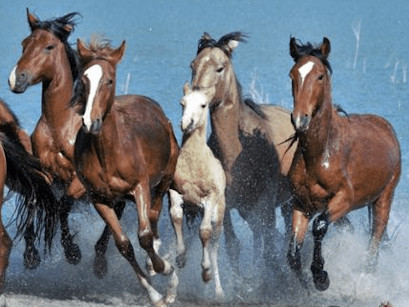 "Charge” Marylou Schindler