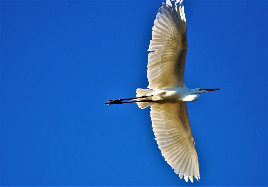 A Snowy White Egret over The Carson River