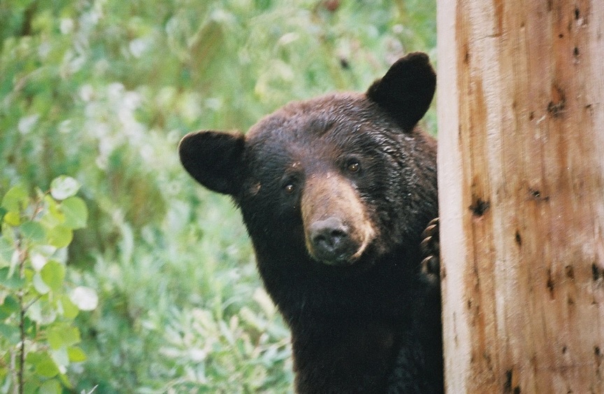 If you're living in bear country and have fruit trees, be prepared for friendly bear visits. U.S. Forest Service file photo