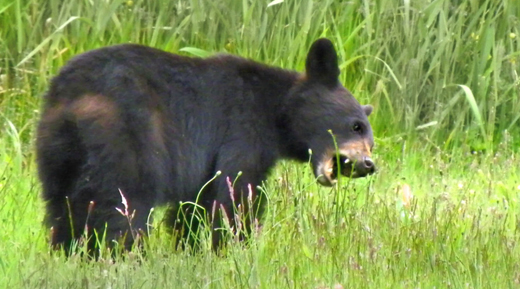 A young black bear dines on meadow grasses, a natural food source. Photo credit: Nevada Department of Wildlife.