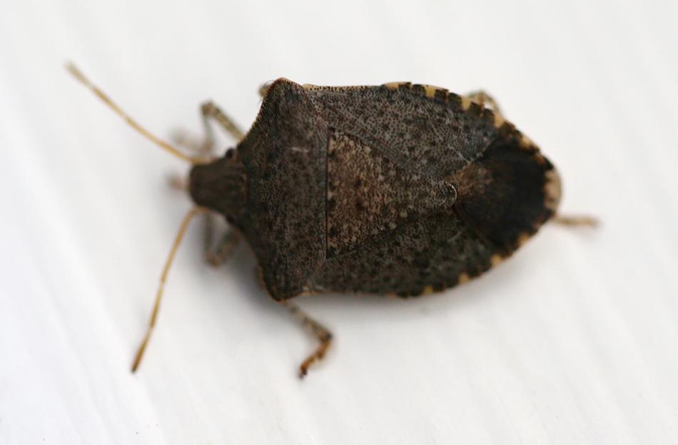 Brown Marmorated Stink Bug. Photo by Cathleen Allison  