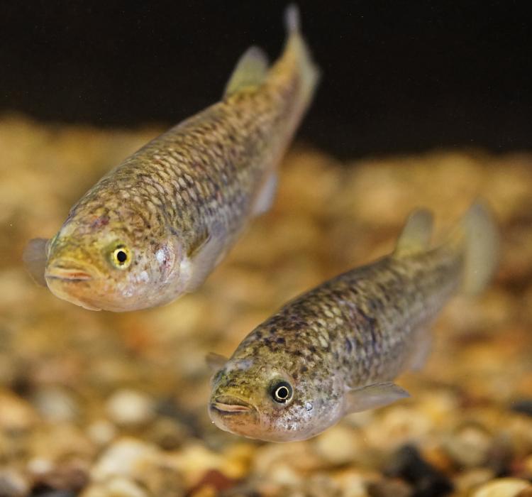 The endangered Pahrump poolfish is native to Manse Springs in the Pahrump Valley of southern Nye County.
