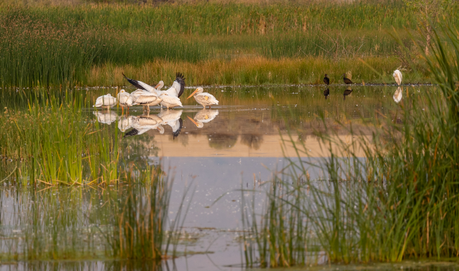 Pelicans near the marsh area