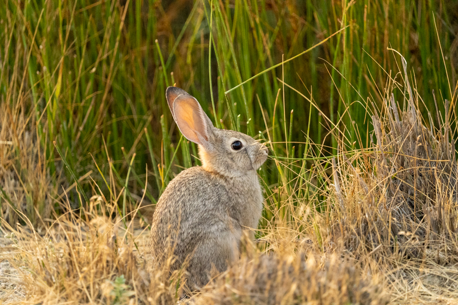 Bunny near the marsh area