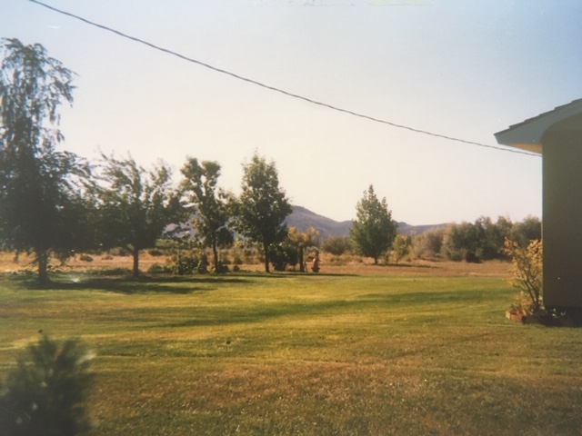 Landscaping from 1989, the north side.