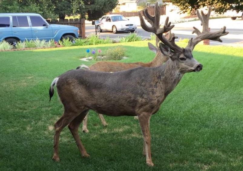 The King spotted by Ruby Roach a few days before his death.