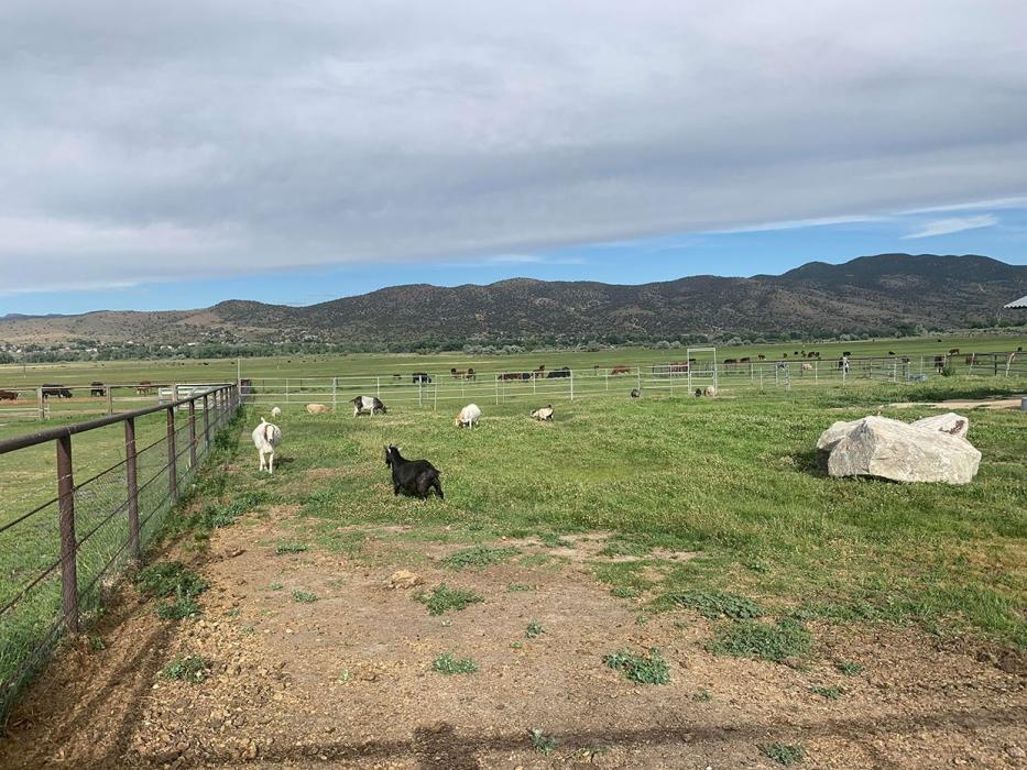 Looking east across the Buzzy's Ranch property near Carson City. Photo by Kelsey Penrose