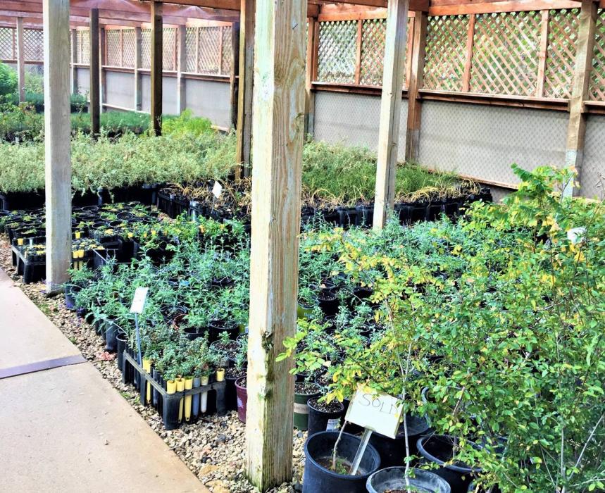 The State Tree Nursery is in Washoe Valley at 885 Eastlake Boulevard.