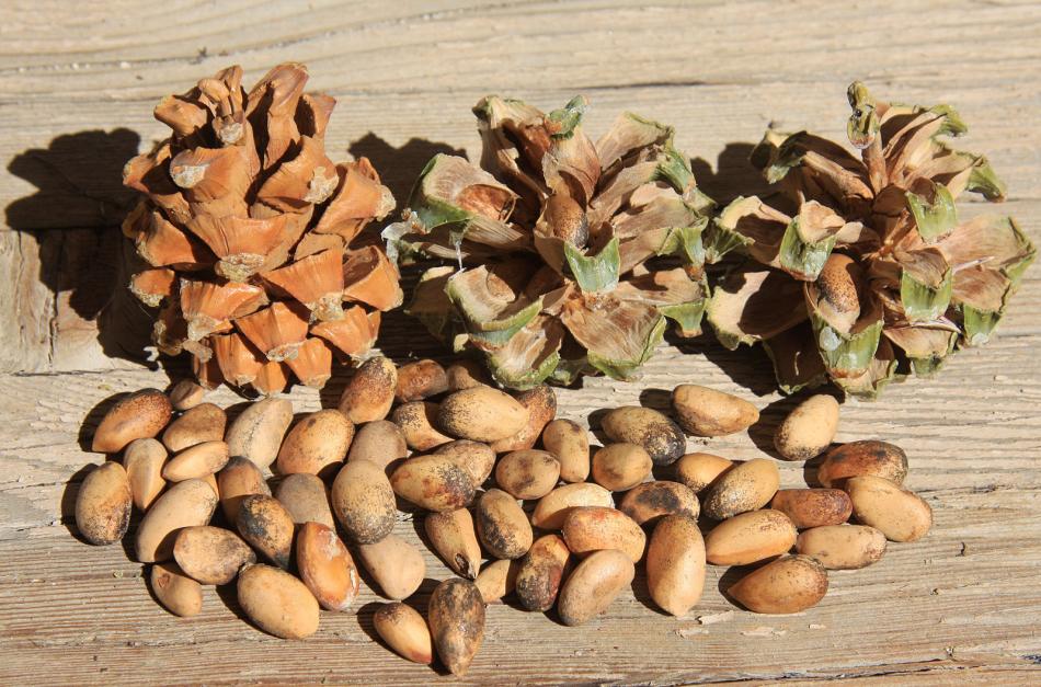 Pine nuts from a pinyon tree.