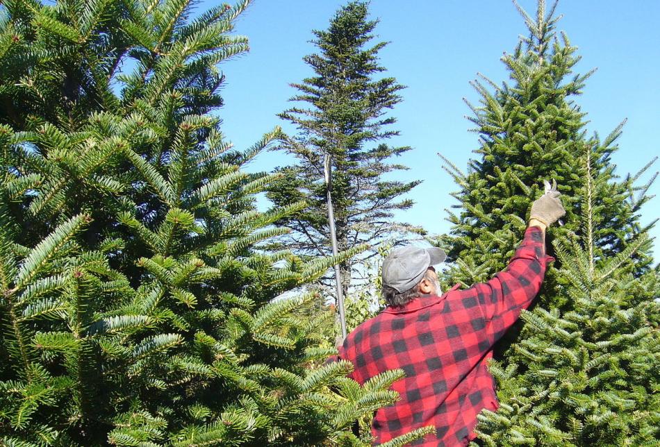 Most evergreen trees need little pruning other than occasional shaping.