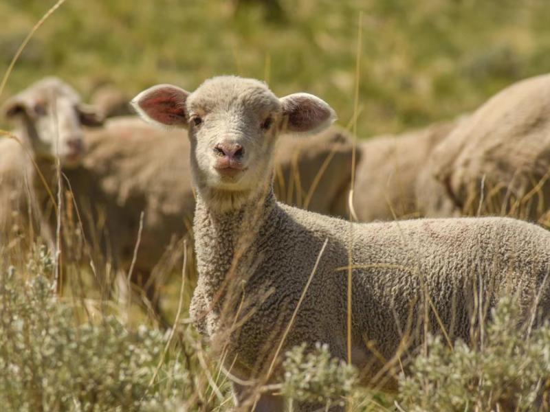 Sheep along C Hill in this 2019 photo by Tanja Musselman