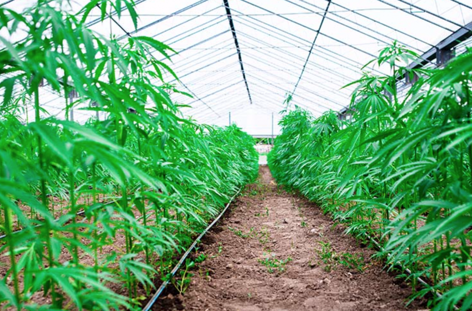 University of Nevada Cooperative Extension file photo
