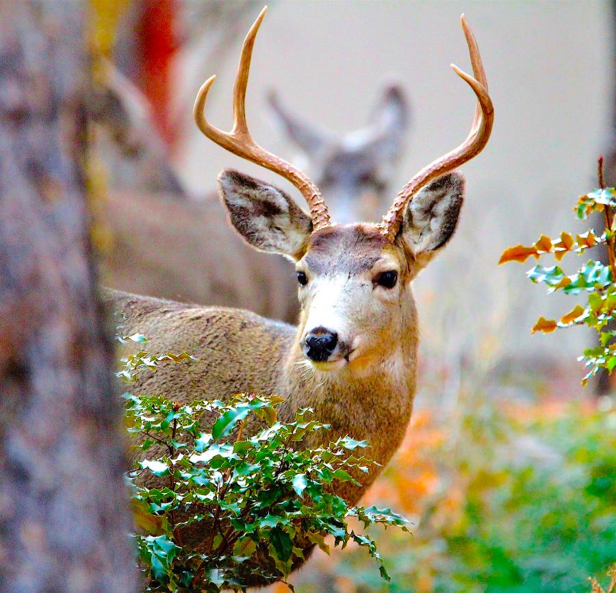 This Mule buck photo taken in Carson City now hangs on display at the Northern Nevada State Veterans Home.