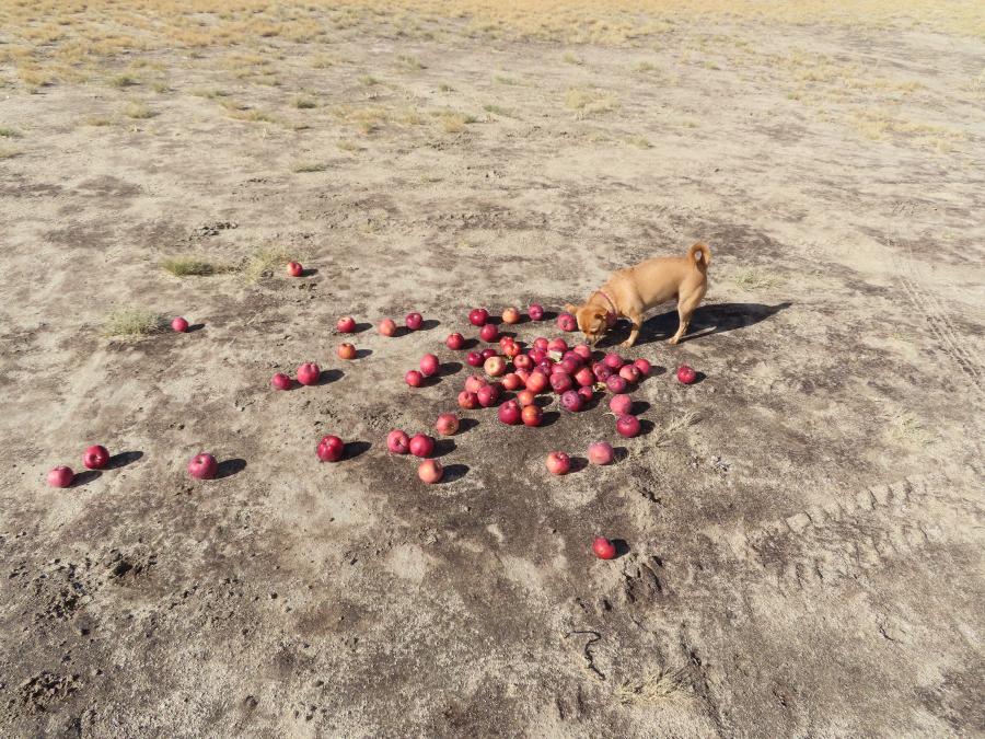 Apples for the horses