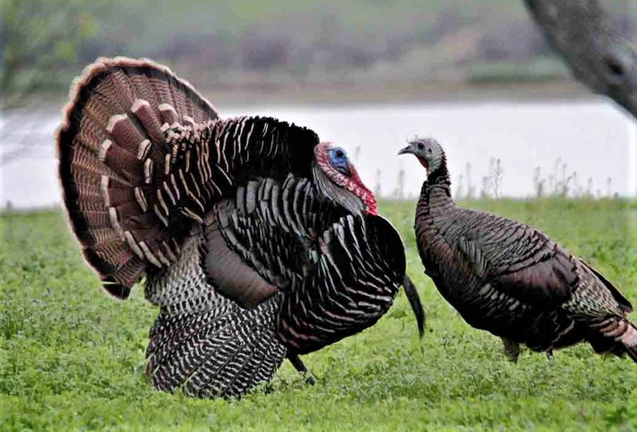 Photo by the US Fish & Wildlife Service. Wild turkeys along the Rio Grande River.