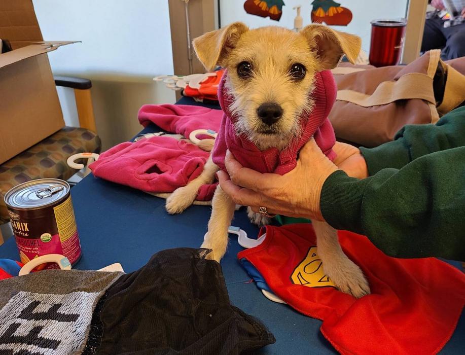 Carson City's shelter cleared out its adoptable animals three times since the pandemic began. Nevada Humane Society photo