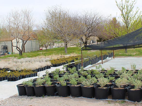 University of Nevada, Reno Extension photo