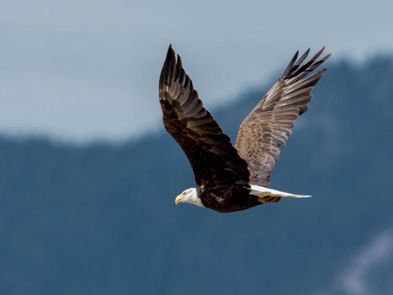 Photo by Jeff Bleam