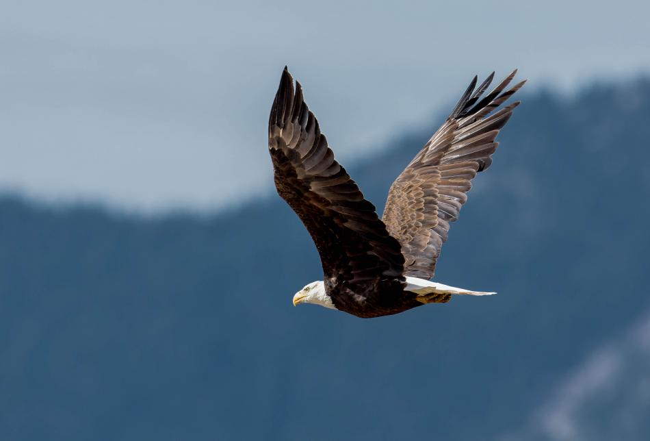 Photo by Jeff Bleam