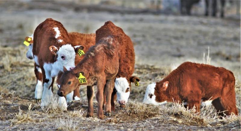New Calves on Buzzy's Ranch bring in The New Year!