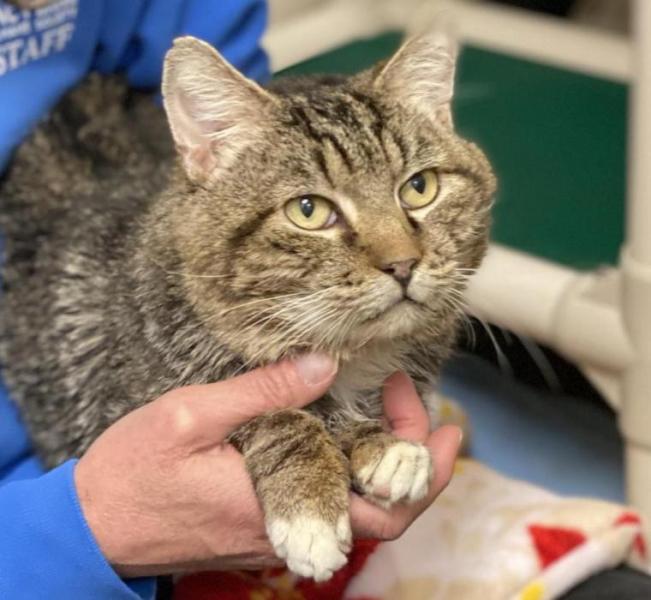 File photo from Nevada Humane Society.