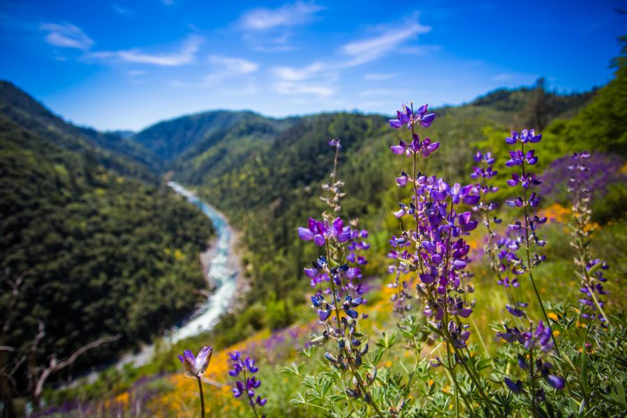 Wildflowers sprouting over a beautiful view at Stevens Trail (Credit: Erik Bergen/Placer County)
