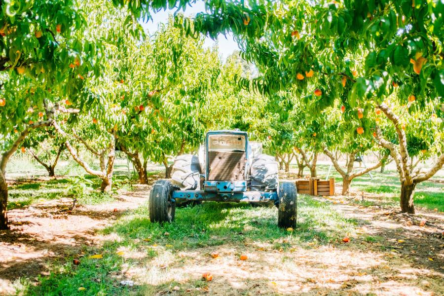 Tractor heading through the beautiful fields of Twin Peaks Orchards (Credit: Erik Bergen/Placer County)