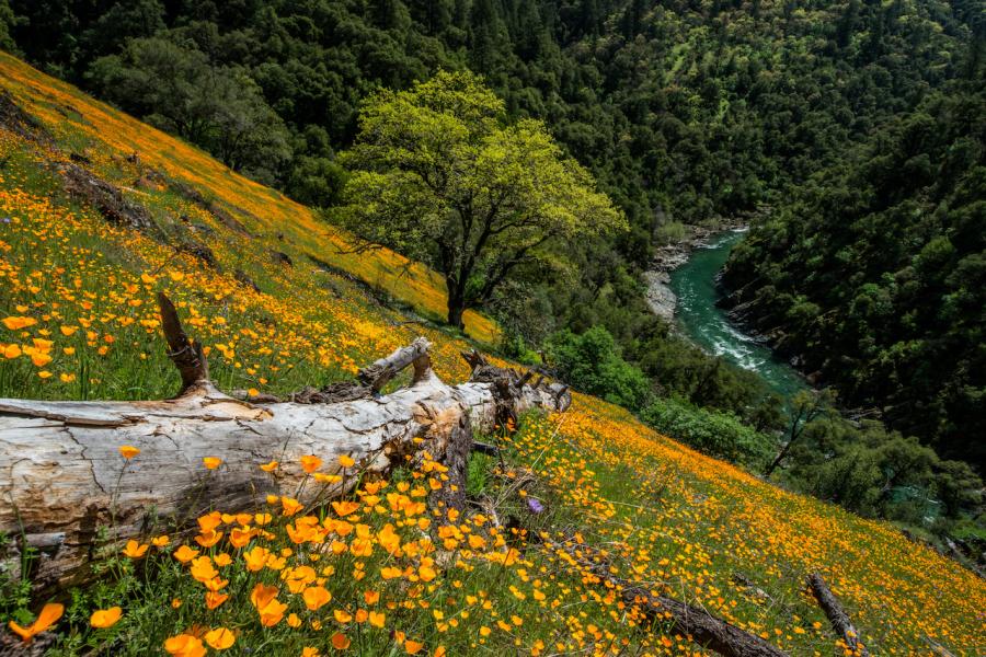 Poppies in bloom along the trail at Windy Hill (Credit: Erik Bergen/Placer County)