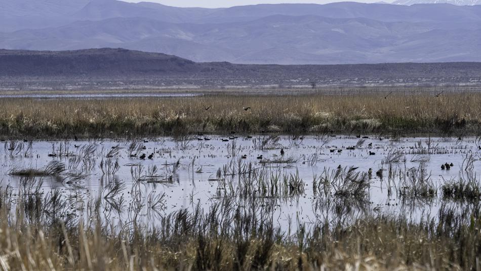 The transfer protects crucial wetlands on 23,000 acres southeast of Fallon.