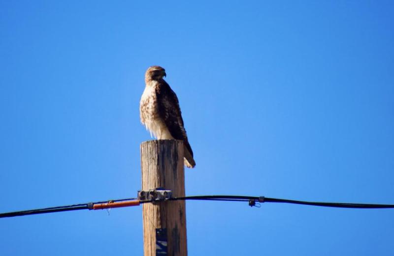 hawk Riverview